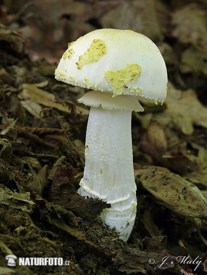 muchotrávka olivovohnedastá (Amanita franchetii)