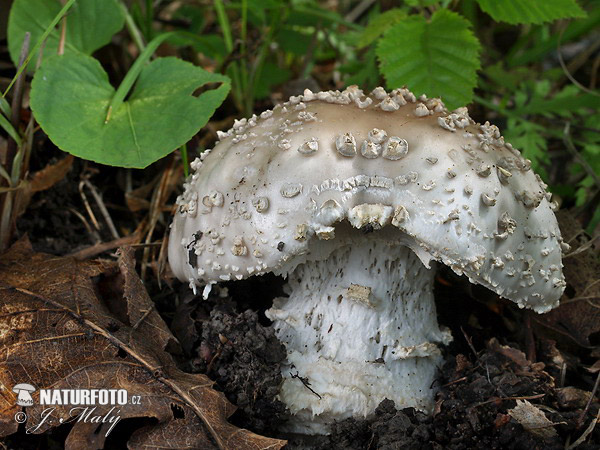 muchotrávka ostnatá (Amanita echinocephala)