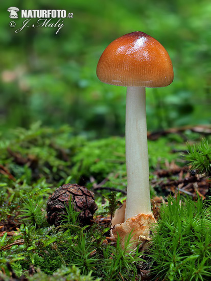 muchotrávka plavohnedá (Amanita fulva)