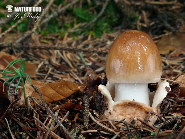 muchotrávka plavohnedá (Amanita fulva)