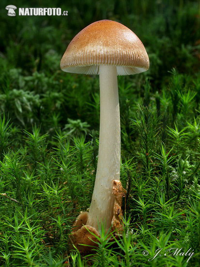 muchotrávka plavohnedá (Amanita fulva)