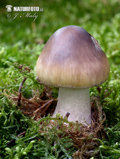 muchotrávka porfýrovosivá (Amanita porphyria)