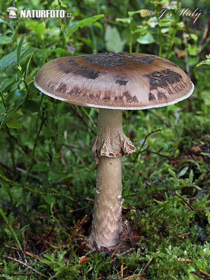 muchotrávka porfýrovosivá (Amanita porphyria)