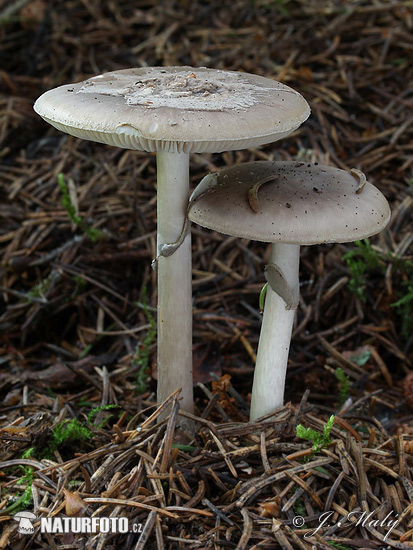 muchotrávka porfýrovosivá (Amanita porphyria)