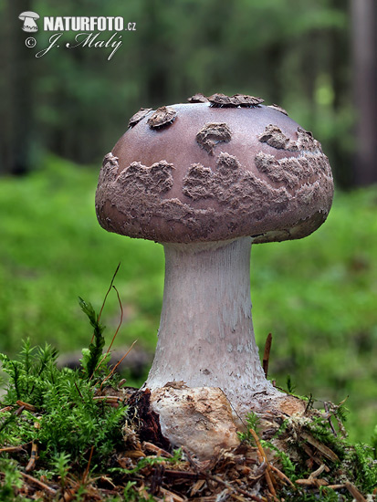 muchotrávka porfýrovosivá (Amanita porphyria)