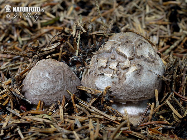 muchotrávka porfýrovosivá (Amanita porphyria)