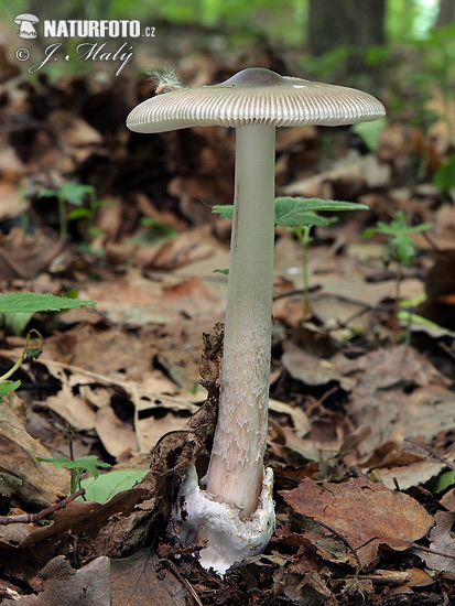 muchotrávka pošvatá (Amanita vaginata)