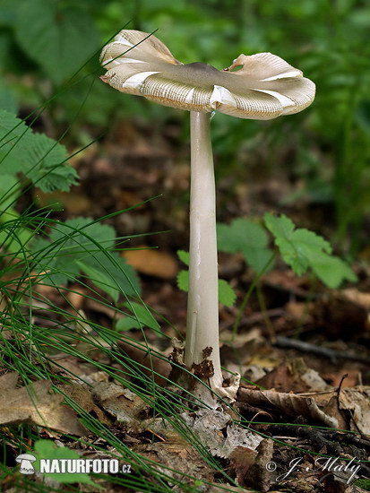 muchotrávka pošvatá (Amanita vaginata)