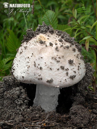 muchotrávka šiškovitá (Amanita strobiliformis)