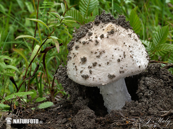 muchotrávka šiškovitá (Amanita strobiliformis)