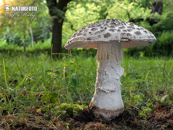 muchotrávka šiškovitá (Amanita strobiliformis)