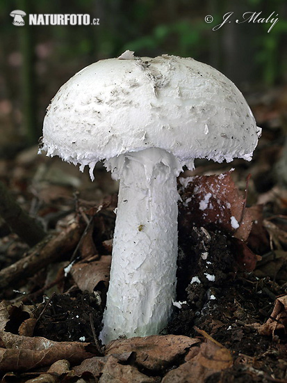 muchotrávka šiškovitá (Amanita strobiliformis)