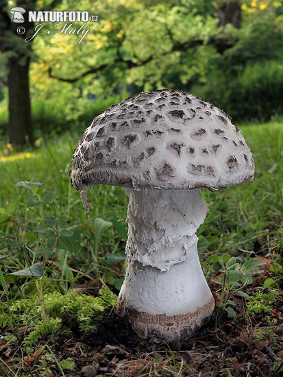 muchotrávka šiškovitá (Amanita strobiliformis)