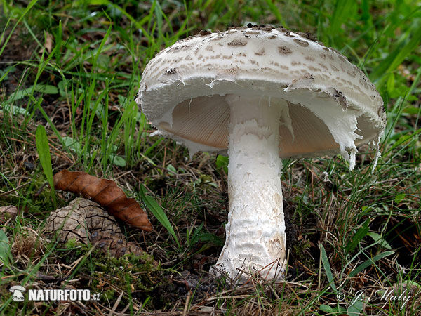 muchotrávka šiškovitá (Amanita strobiliformis)