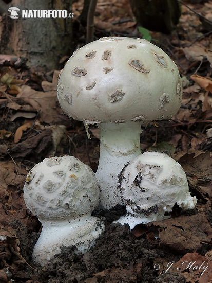 muchotrávka šiškovitá (Amanita strobiliformis)