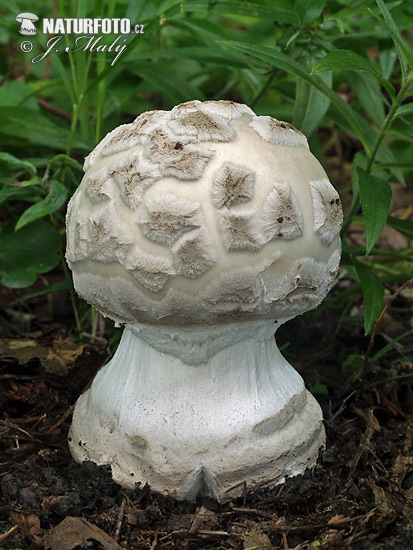 muchotrávka šiškovitá (Amanita strobiliformis)