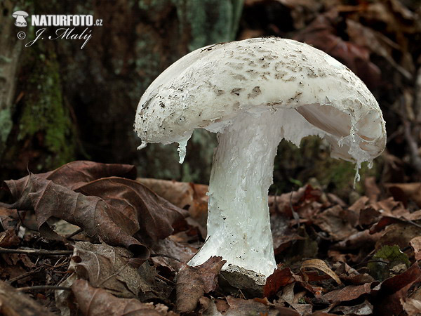 muchotrávka šiškovitá (Amanita strobiliformis)