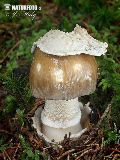 muchotrávka sivopošvatá (Amanita submembranacea)