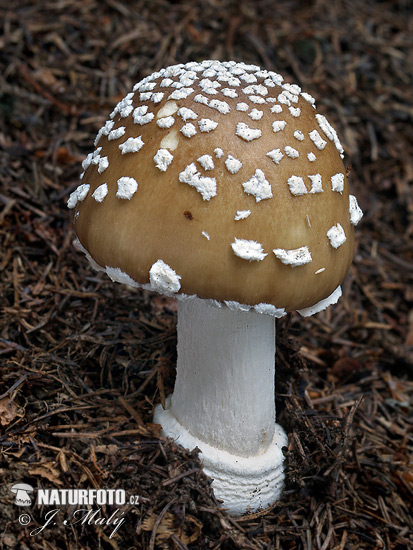 muchotrávka tigrovaná jedľová (Amanita pantherina f. abietum)