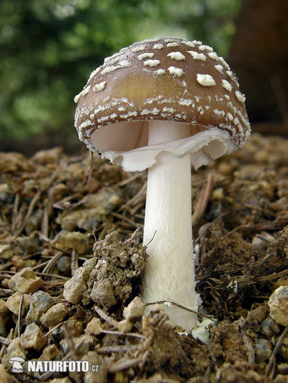 muchotrávka tigrovaná (Amanita pantherina)