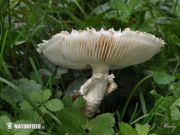 muchotrávka Vittadiniho (Amanita vittadinii)