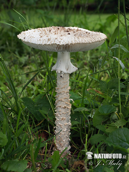 muchotrávka Vittadiniho (Amanita vittadinii)