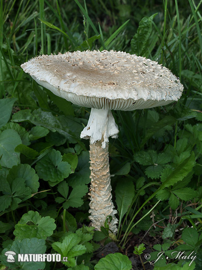 muchotrávka Vittadiniho (Amanita vittadinii)