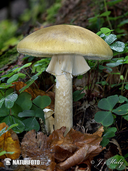 muchotrávka zelená (Amanita phalloides)