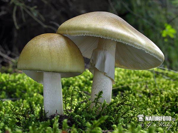 muchotrávka zelená (Amanita phalloides)