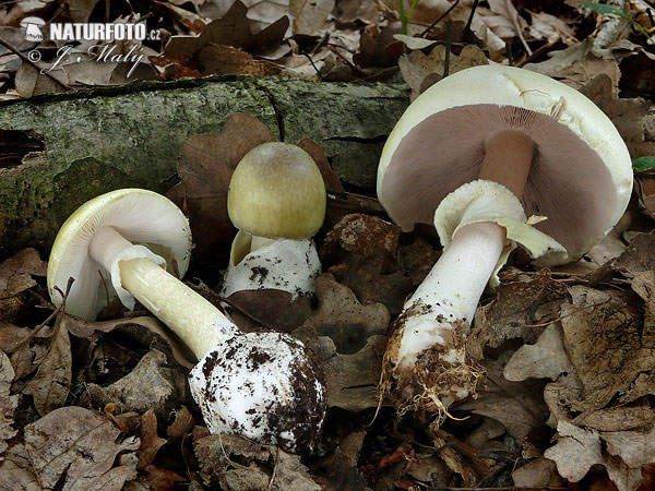 muchotrávka zelená + pečiarka hájová (Amanita phalloides + Agaricus silvicola)