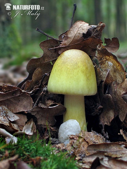 muchotrávka zelená (Amanita phalloides)