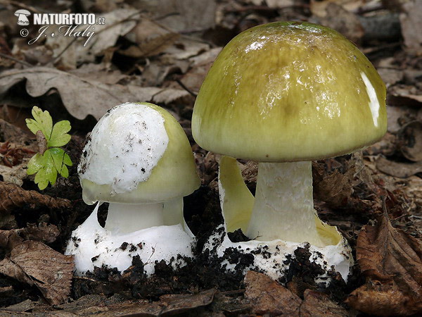 muchotrávka zelená (Amanita phalloides)