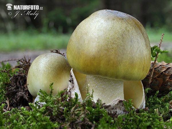 muchotrávka zelená (Amanita phalloides)