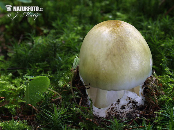 muchotrávka zelená (Amanita phalloides)