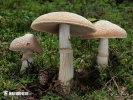  (Cortinarius caperatus)