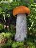  (Leccinum versipelle)