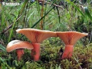  (Lactarius deterrimus)