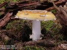  (Amanita gemmata)