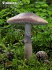  (Amanita porphyria)