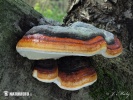  (Fomitopsis pinicola)