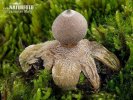  (Geastrum minimum)