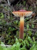  (Flammulina ononidis)