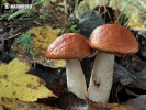  (Leccinum rufum)