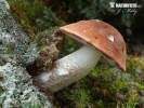  (Leccinum piceinum)