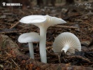  (Hygrophorus piceae)