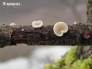  (Crepidotus cesatii var. cesatii)