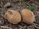  (Lycoperdon umbrinum)