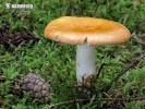  (Russula decolorans)