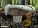  (Lactarius controversus)