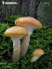  (Armillaria gallica)